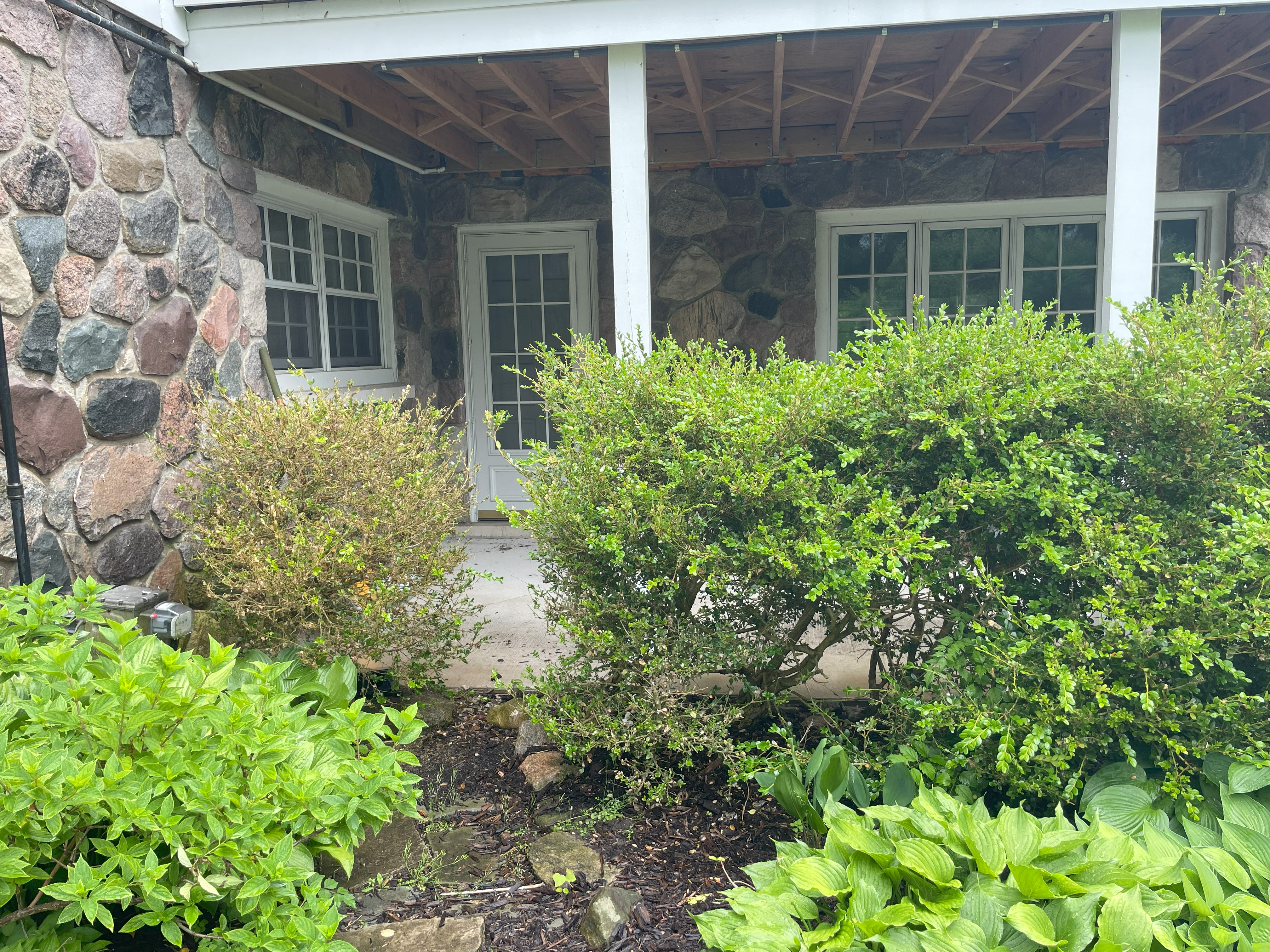 Brown and defoliated boxwood shrubs in front of a house.